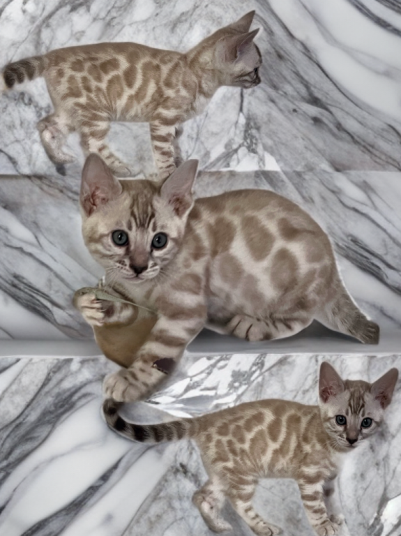 Beautiful TICA Registered Bengals photo 11