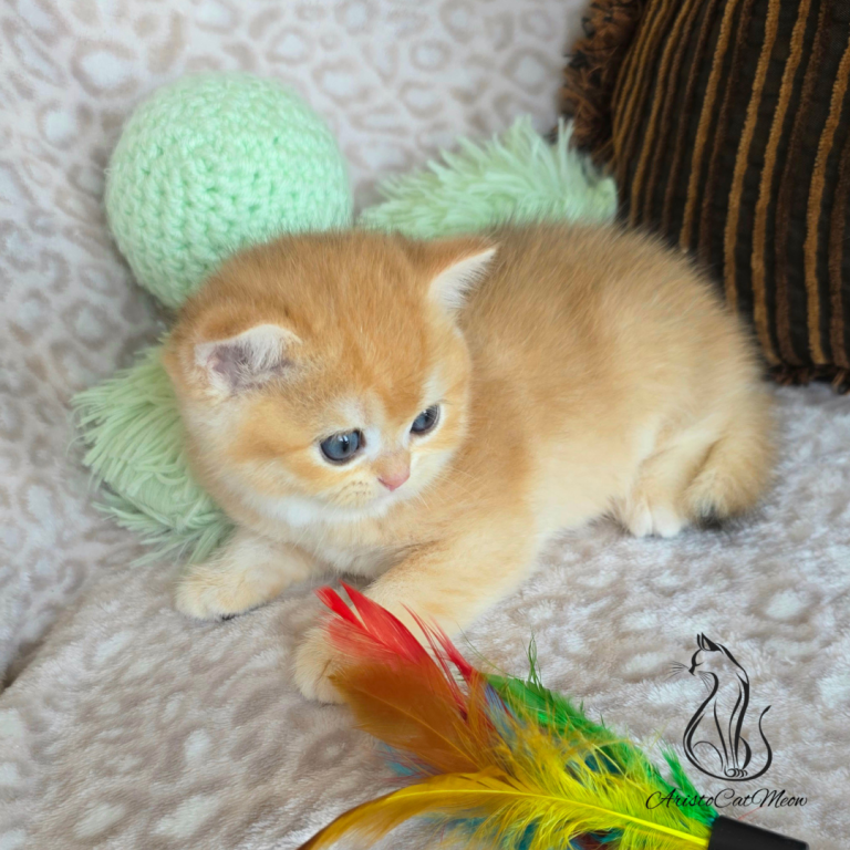 Ginger photo 7