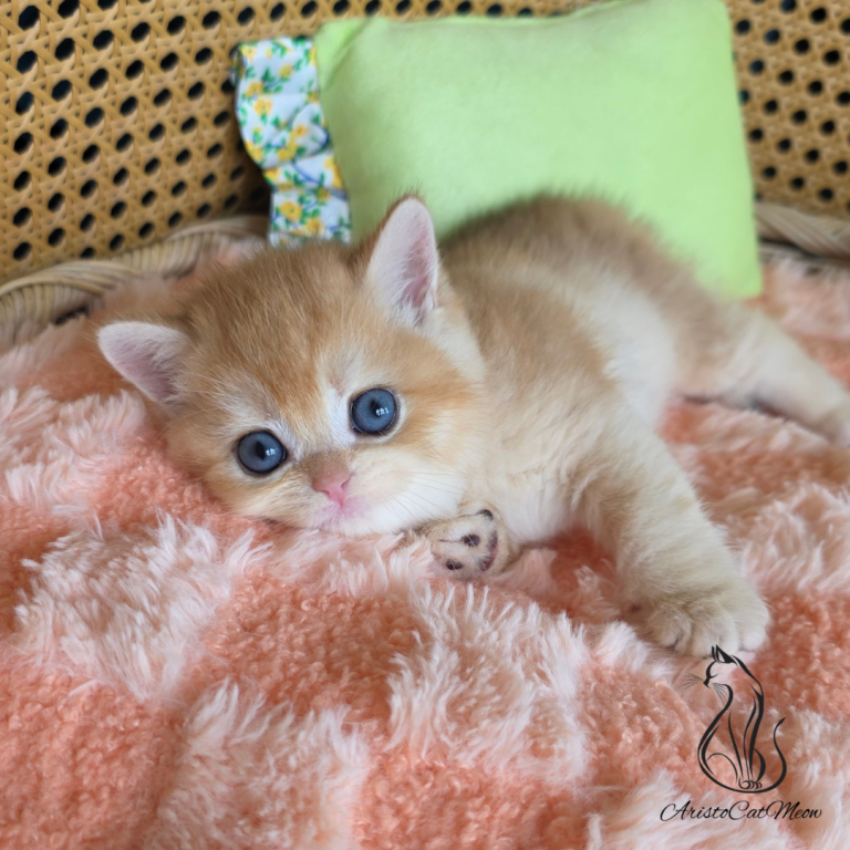 Ginger photo 8