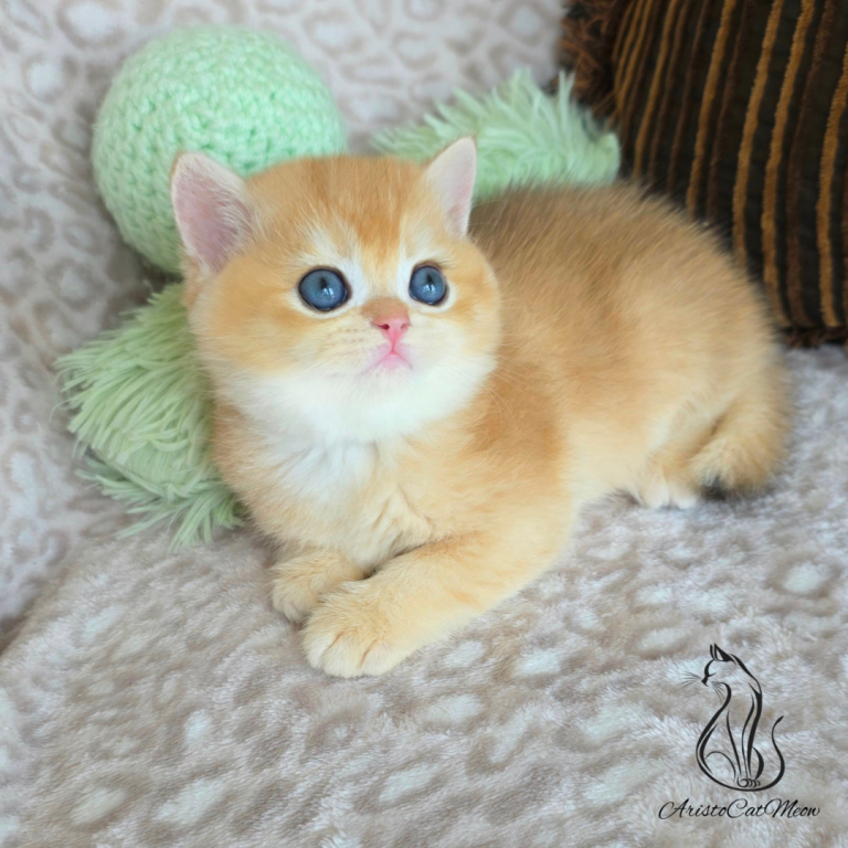 Ginger photo 4