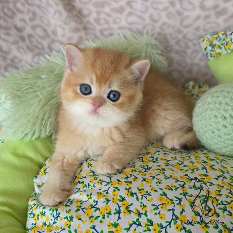 Ginger photo 1
