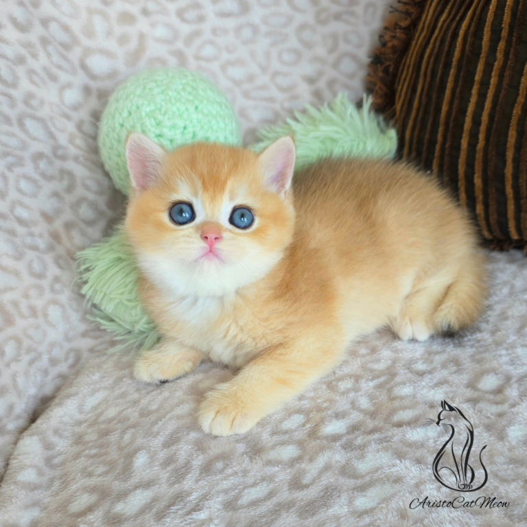 Ginger photo 6