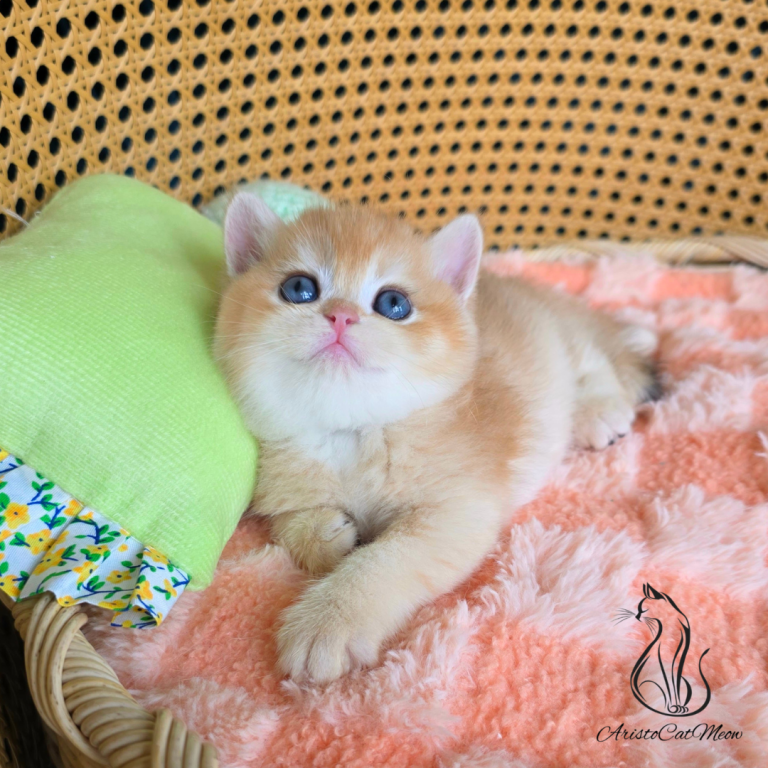 Ginger photo 9