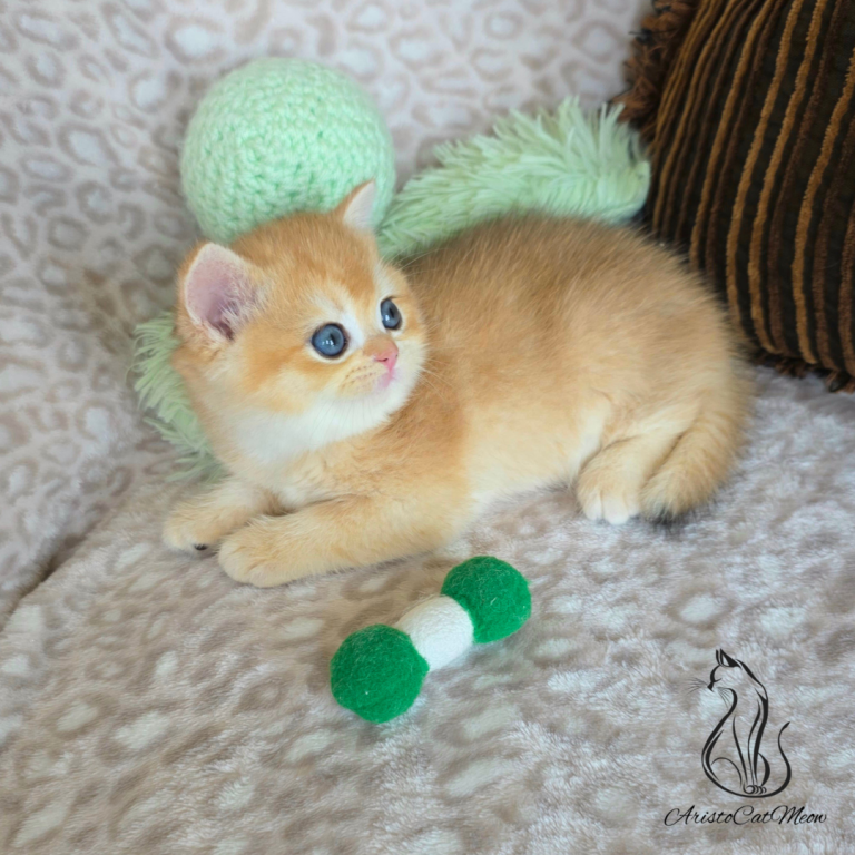 Ginger photo 5