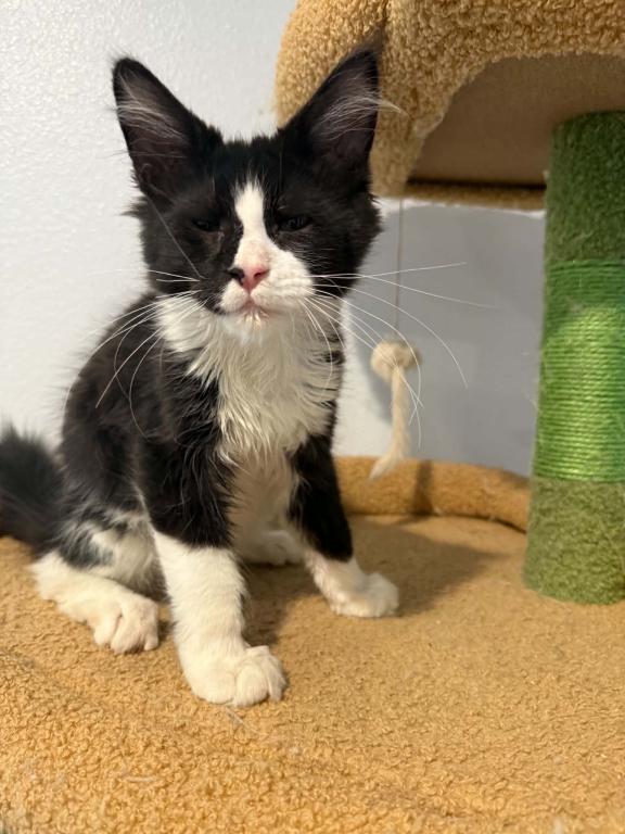 Skunk photo 4