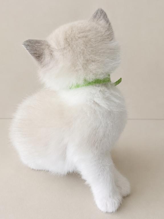 Stella photo 6