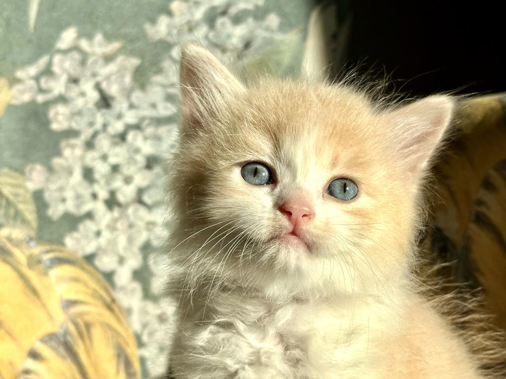 Butterball Dollface Persian photo 10