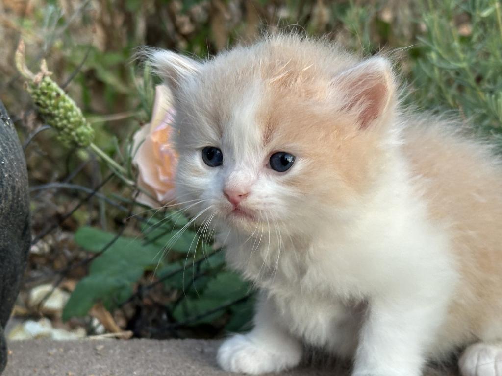 Butterball Dollface Persian photo 18