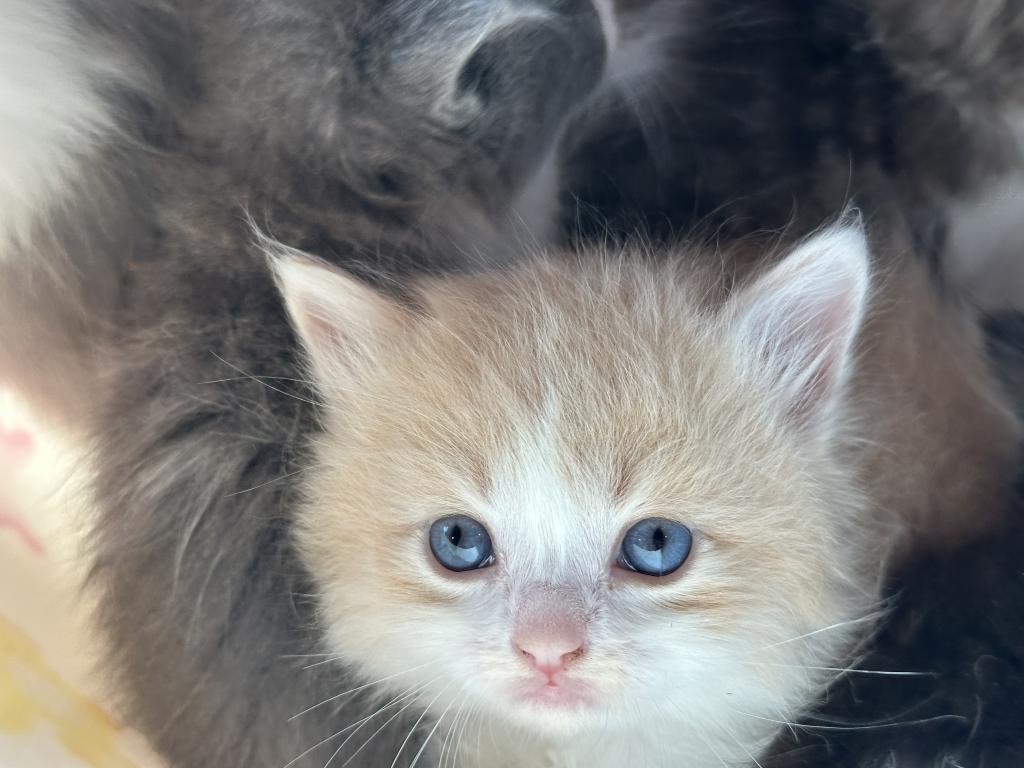 Butterball Dollface Persian photo 16