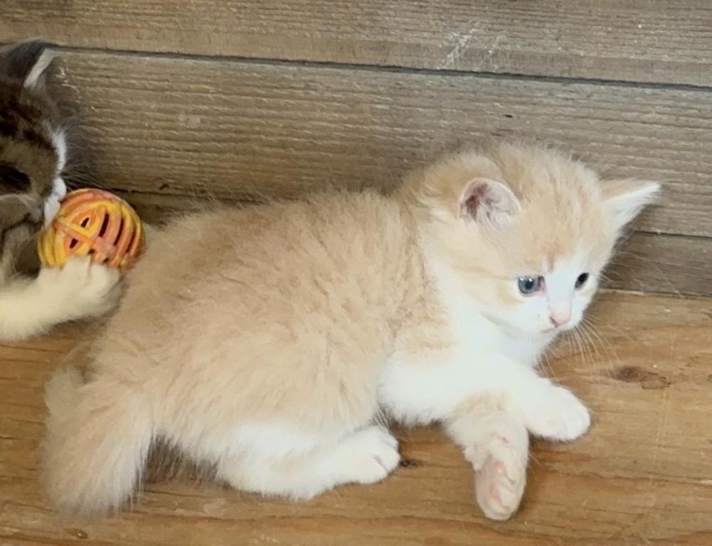 Butterball Dollface Persian photo 26