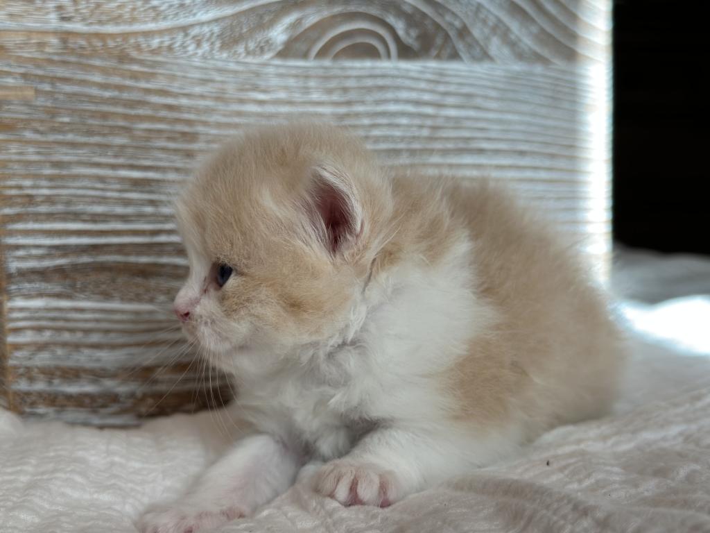 Butterball Dollface Persian photo 19