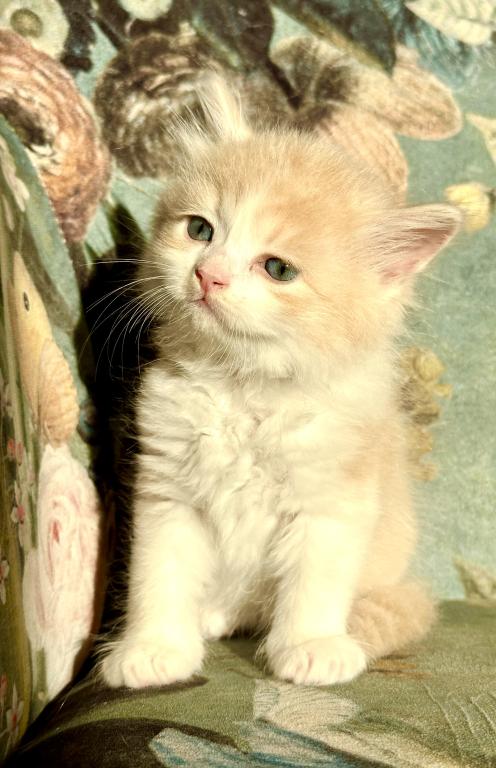 Butterball Dollface Persian photo 12