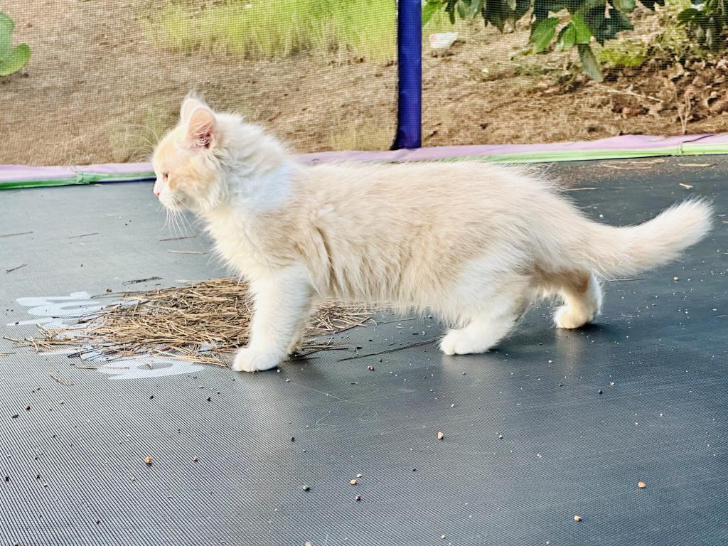 Butterball Dollface Persian photo 36