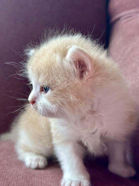Butterball Dollface Persian photo 23