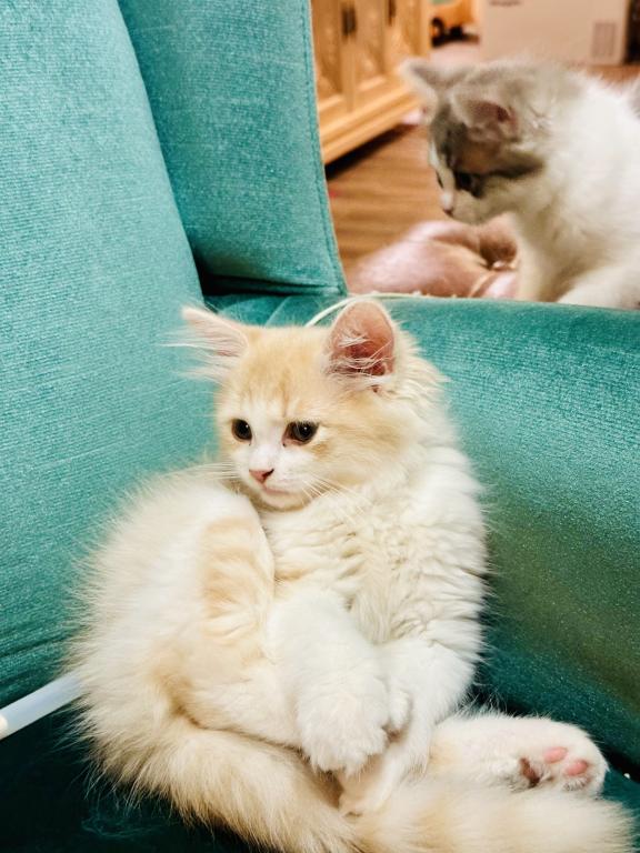 Butterball Dollface Persian photo 39