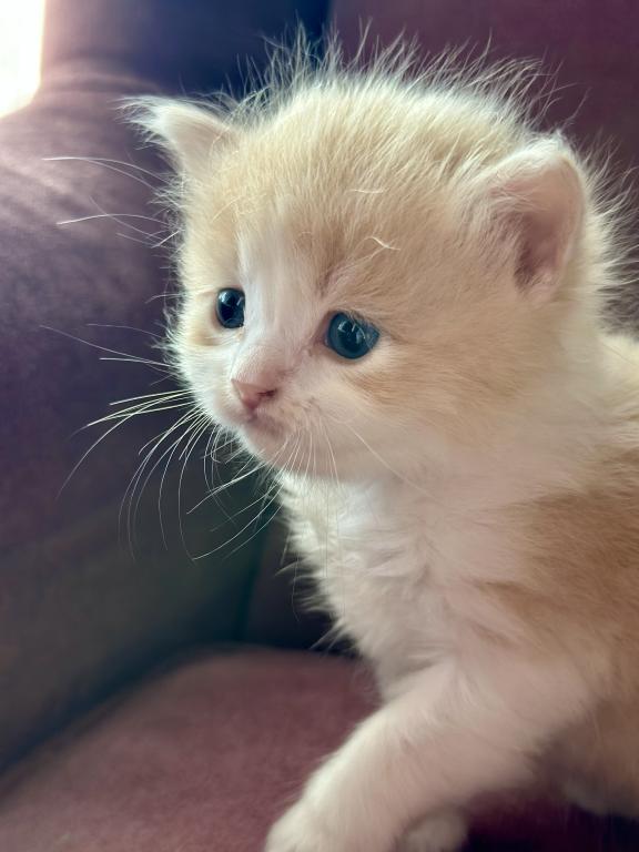Butterball Dollface Persian photo 24