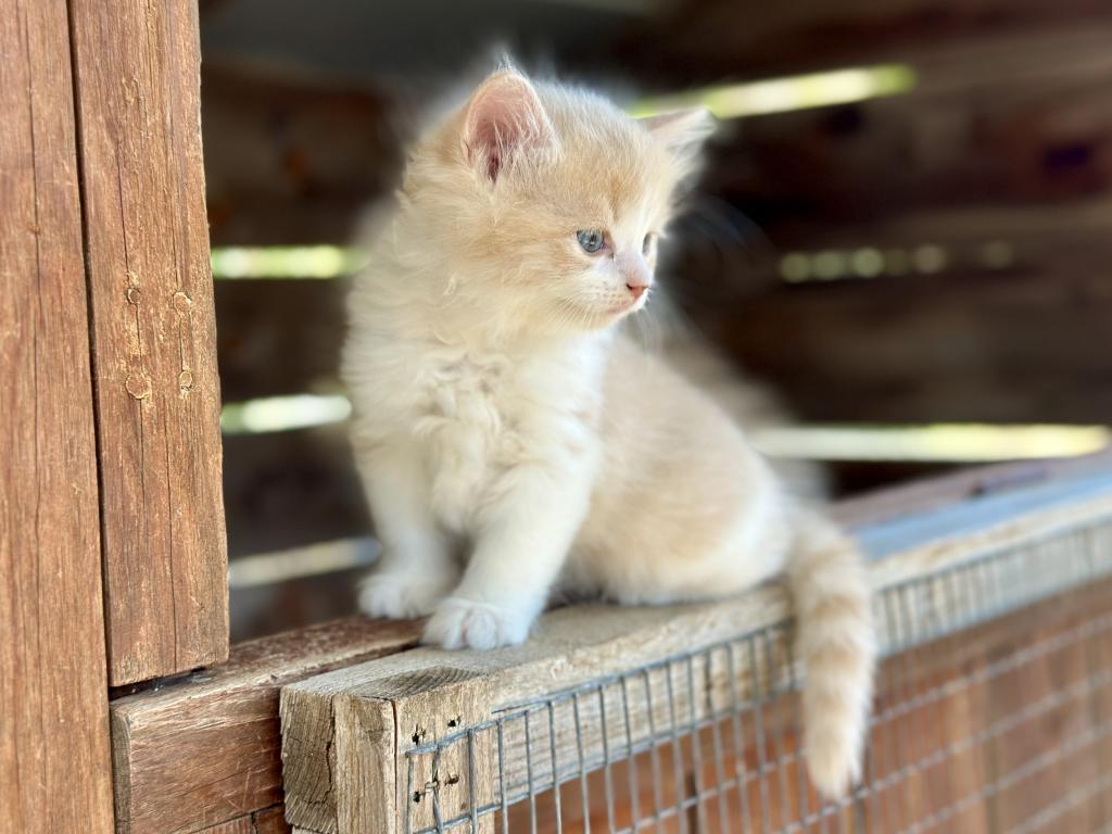 Butterball Dollface Persian photo 3