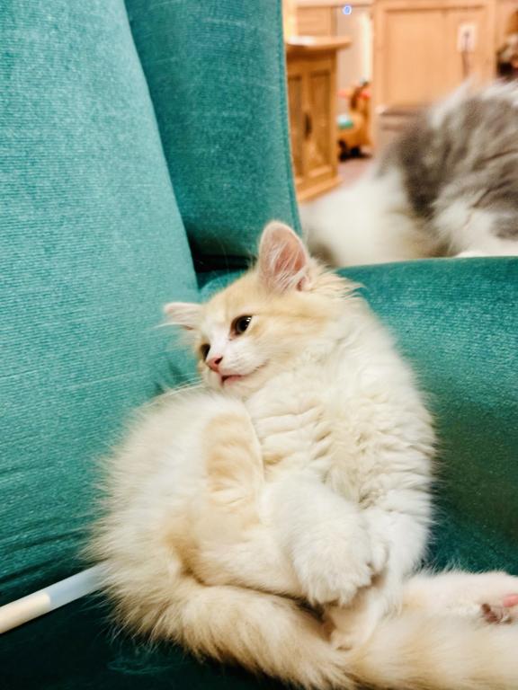 Butterball Dollface Persian photo 37