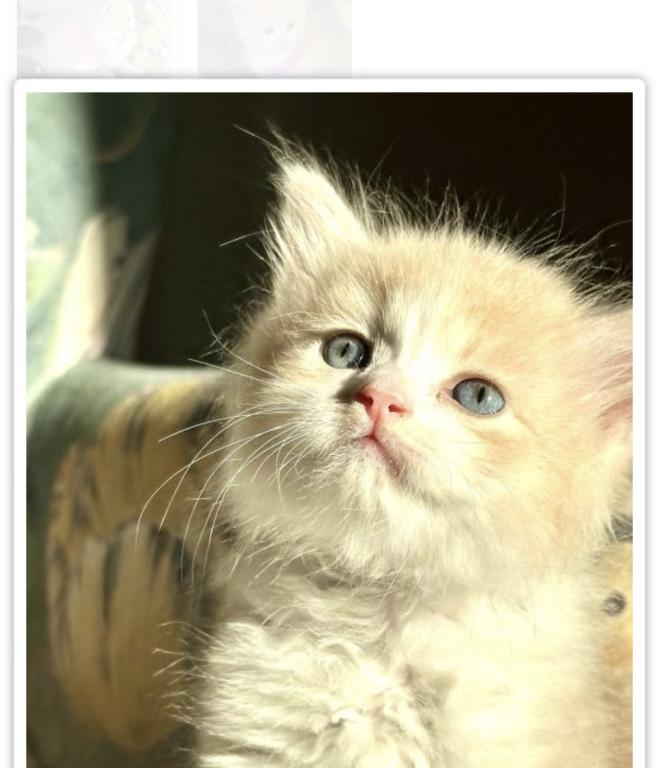 Butterball Dollface Persian photo 5