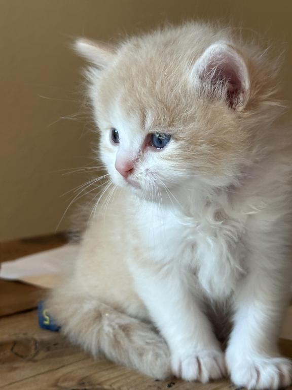 Butterball Dollface Persian photo 25