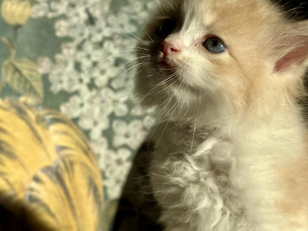 Butterball Dollface Persian photo 9