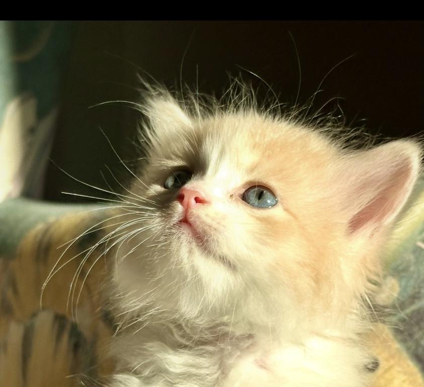 Butterball Dollface Persian photo 6