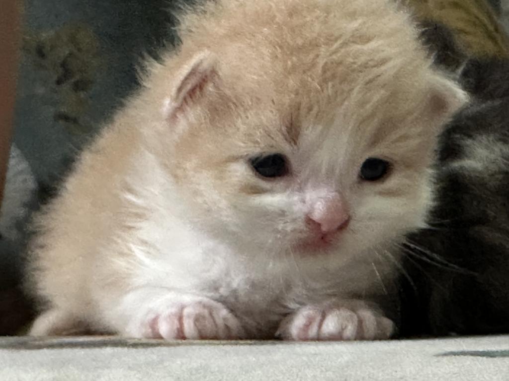 Butterball Dollface Persian photo 20