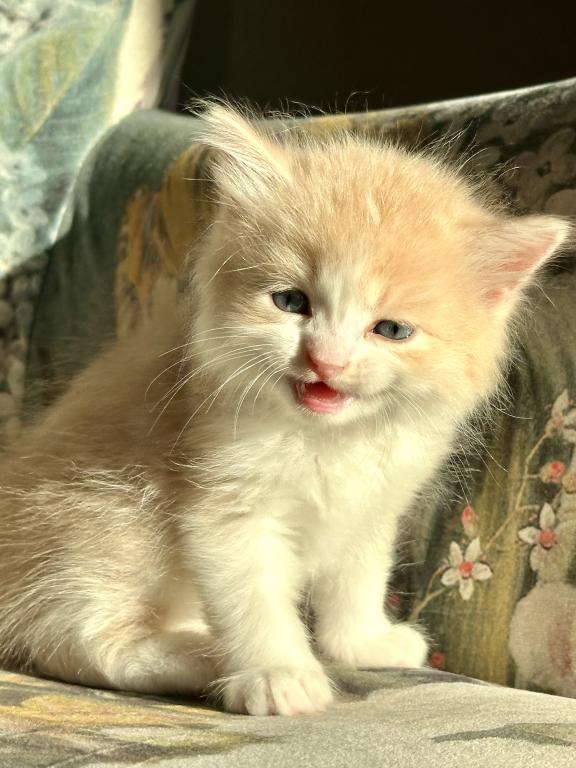 Butterball Dollface Persian photo 11
