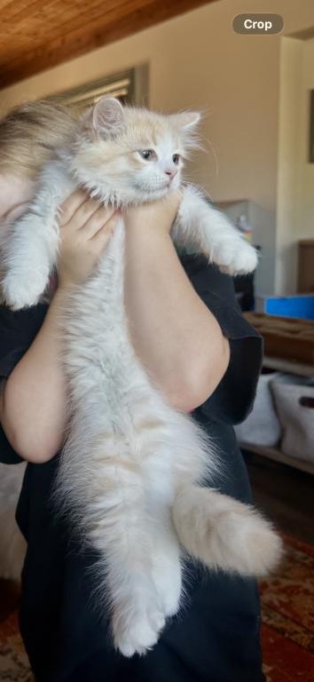 Butterball Dollface Persian photo 29