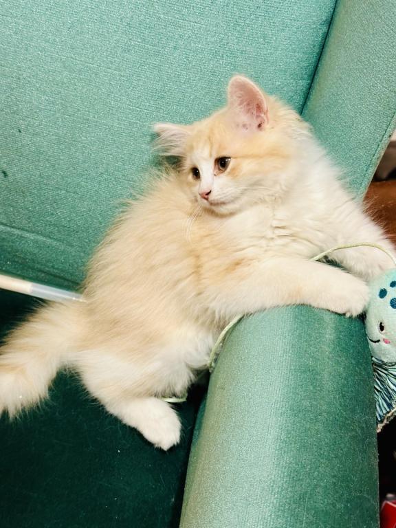 Butterball Dollface Persian photo 35