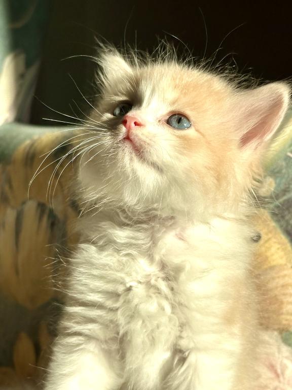 Butterball Dollface Persian photo 14