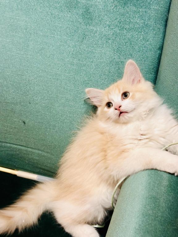 Butterball Dollface Persian photo 32