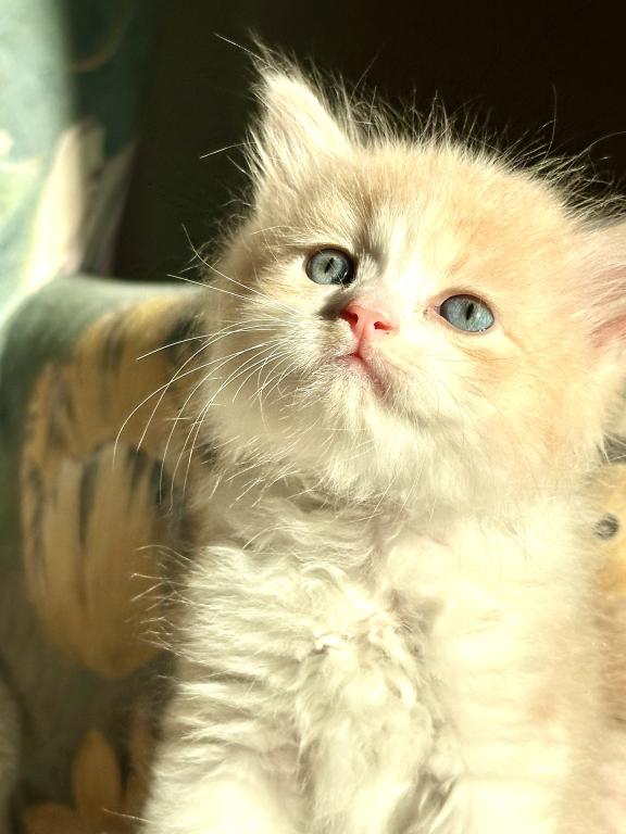 Butterball Dollface Persian photo 13