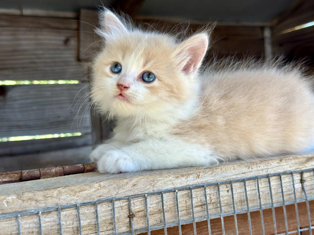 Butterball Dollface Persian photo 2