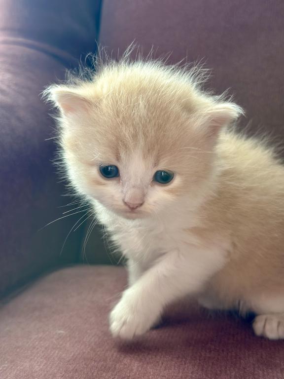 Butterball Dollface Persian photo 22