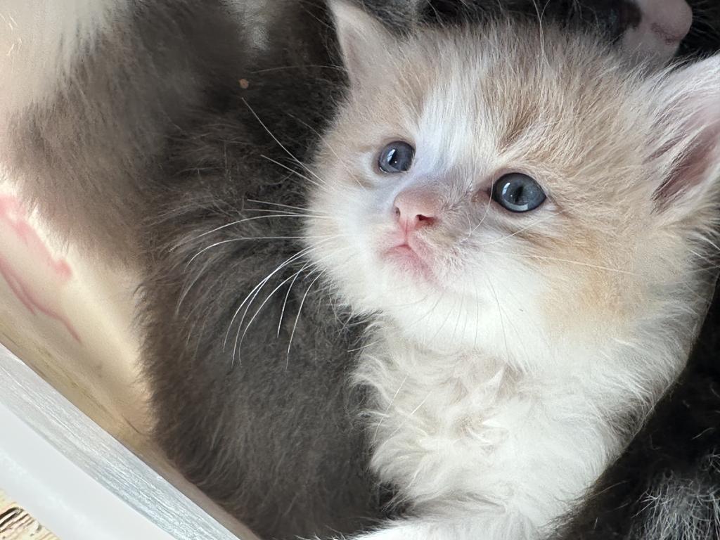 Butterball Dollface Persian photo 17