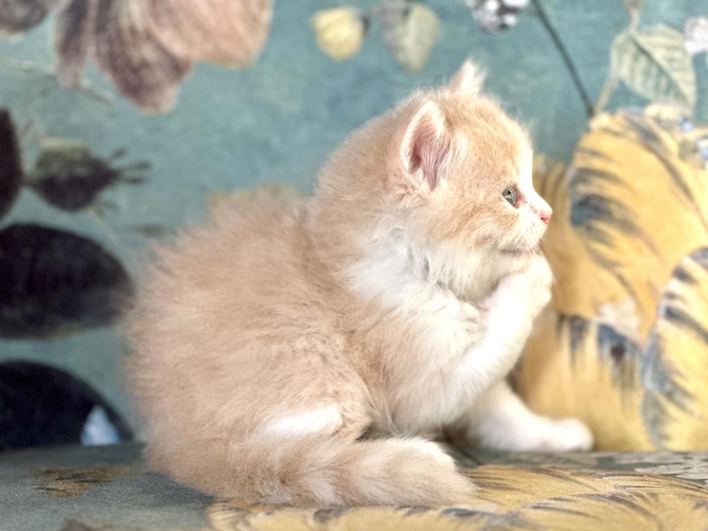 Butterball Dollface Persian photo 7