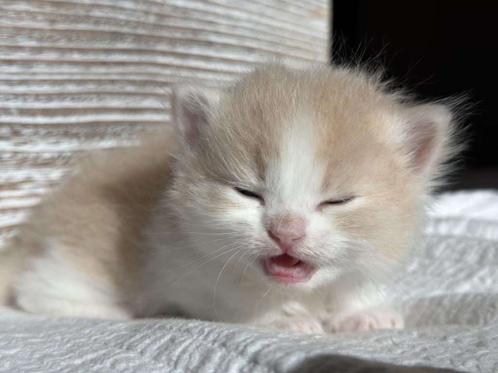 Butterball Dollface Persian photo 21