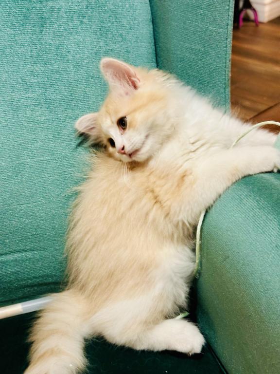 Butterball Dollface Persian photo 33