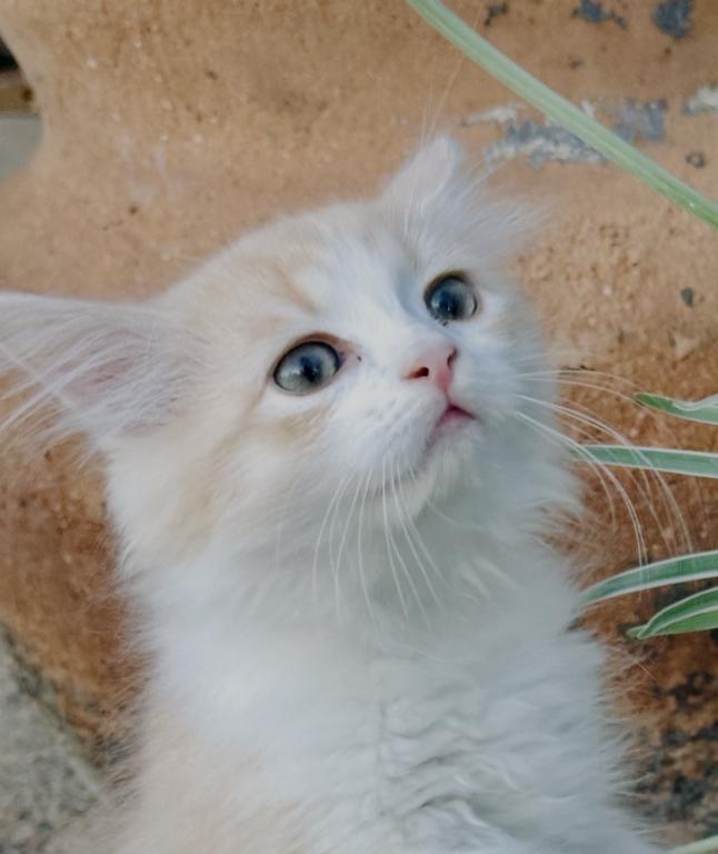 Butterball Dollface Persian photo 27