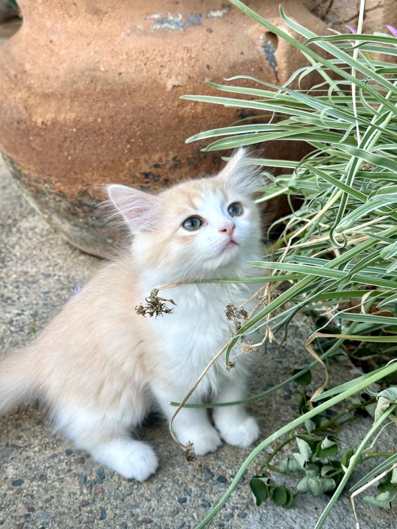 Butterball Dollface Persian photo 31