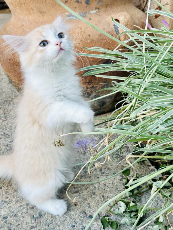 Butterball Dollface Persian photo 30