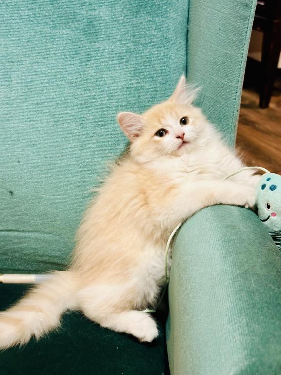 Butterball Dollface Persian photo 34