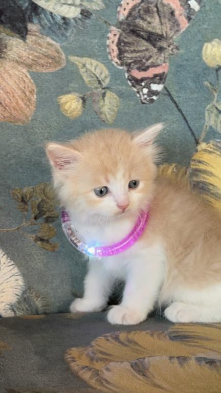 Butterball Dollface Persian photo 8