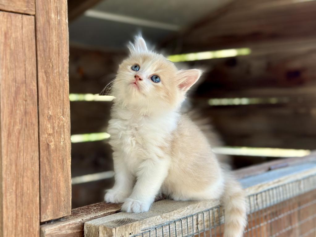 Butterball Dollface Persian photo 4