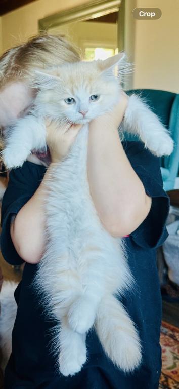 Butterball Dollface Persian photo 28