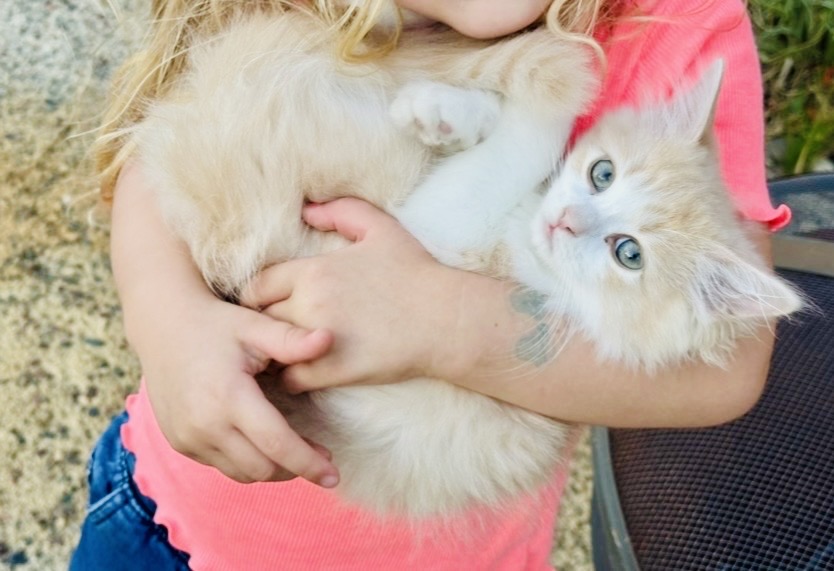 Butterball Dollface Persian photo 1