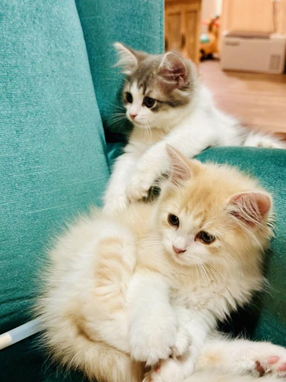 Butterball Dollface Persian photo 40