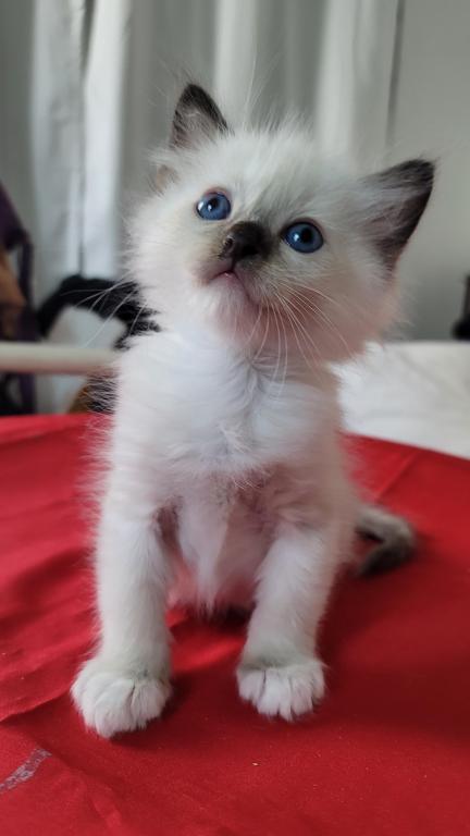 Fefa's December Litter photo 8