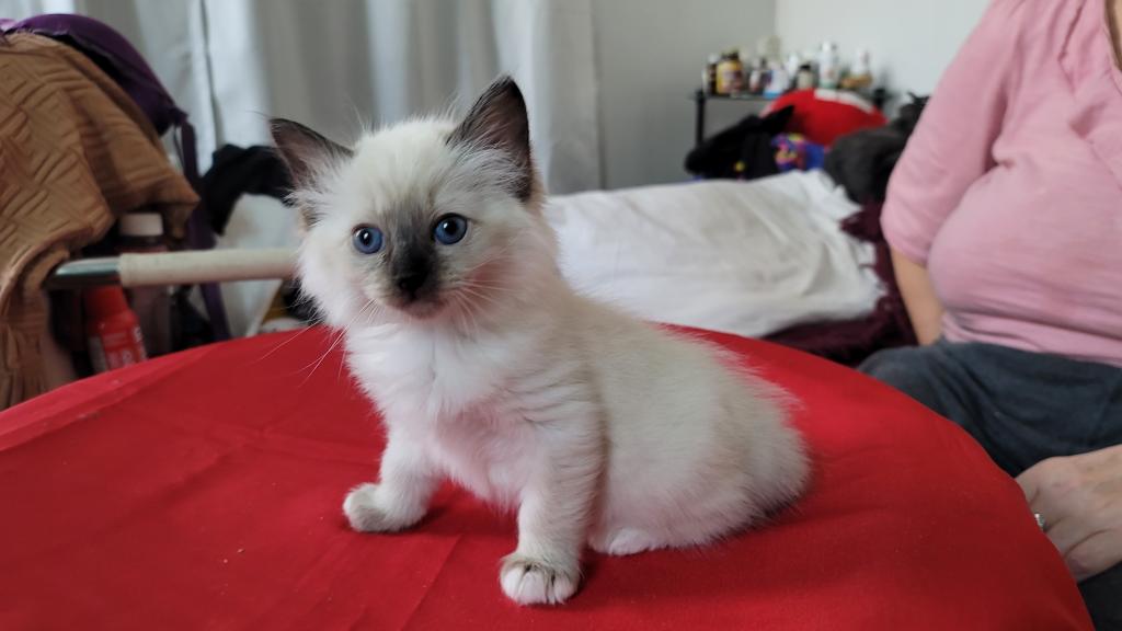 Fefa's December Litter photo 13